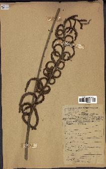 spécimen de Calamus sp.