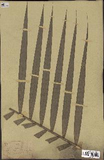 spécimen de Calamus sp.