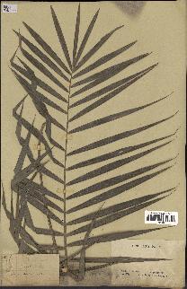 spécimen de Calamus sp.