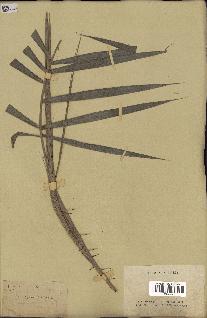 spécimen de Calamus sp.