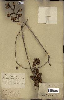 spécimen de Calamus sp.