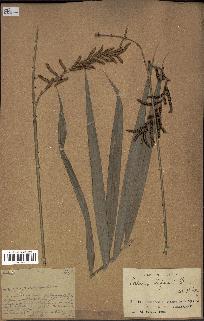 spécimen de Calamus deerratus