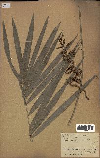 spécimen de Calamus deerratus