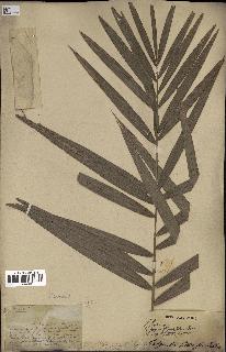 spécimen de Calamus deerratus
