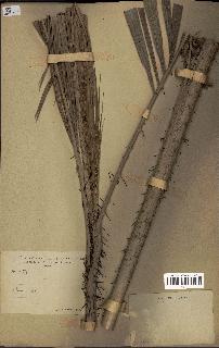 spécimen de Calamus deerratus