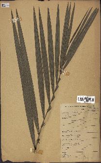 spécimen de Calamus deerratus