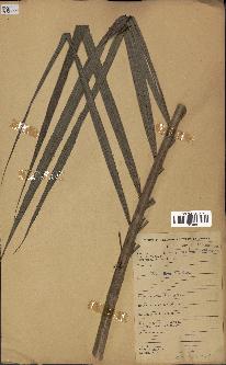 spécimen de Calamus deerratus