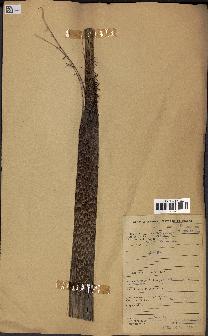 spécimen de Calamus deerratus