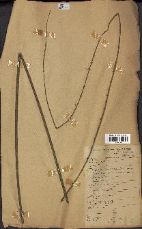 spécimen de Calamus deerratus