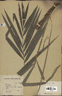 spécimen de Calamus deerratus