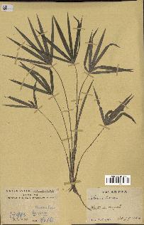 spécimen de Calamus deerratus