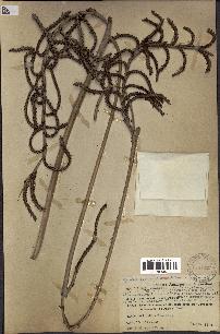 spécimen de Calamus deerratus