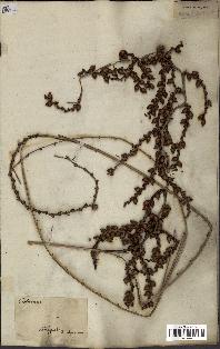 spécimen de Calamus deerratus