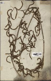 spécimen de Calamus deerratus