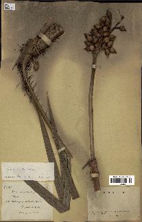 spécimen de Calamus deerratus