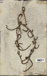 spécimen de Calamus deerratus