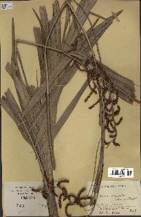 spécimen de Calamus deerratus