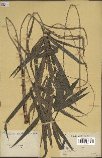 spécimen de Calamus deerratus