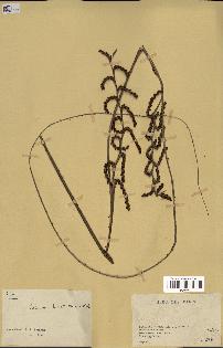 spécimen de Calamus deerratus