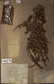 spécimen de Calamus deerratus