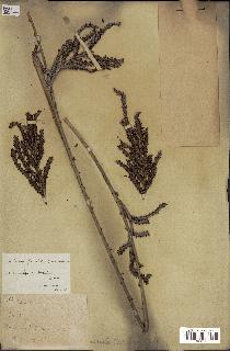 spécimen de Calamus deerratus