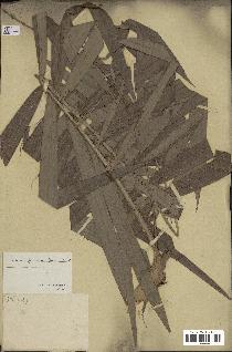 spécimen de Calamus deerratus