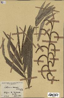 spécimen de Calamus deerratus