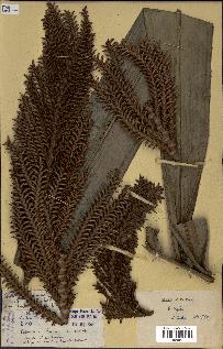 spécimen de Raphia regalis