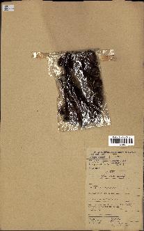 spécimen de Raphia sp.