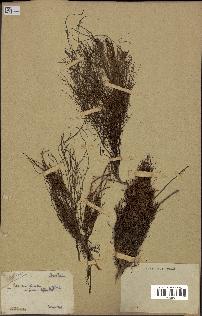 spécimen de Raphia sp.