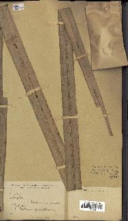 spécimen de Raphia sp.