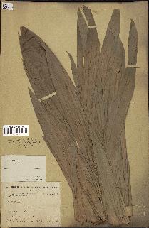 spécimen de Raphia sp.