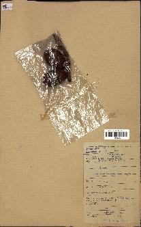spécimen de Raphia sp.