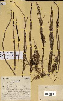 spécimen de Raphia sp.