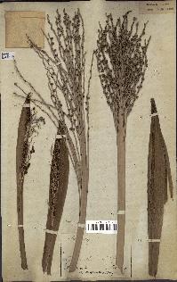 spécimen de Phoenix reclinata