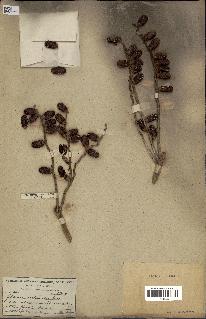 spécimen de Phoenix reclinata