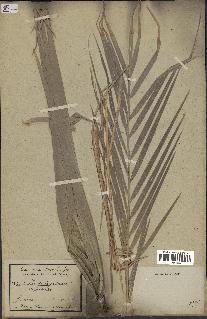 spécimen de Phoenix reclinata