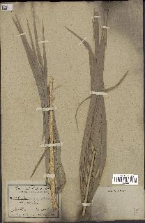 spécimen de Phoenix reclinata