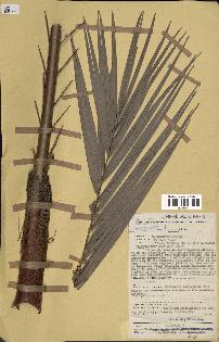 spécimen de Phoenix reclinata
