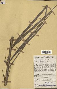 spécimen de Phoenix reclinata