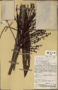 spécimen de Phoenix reclinata