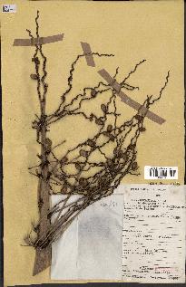 spécimen de Phoenix reclinata