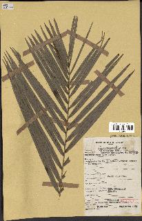 spécimen de Phoenix reclinata