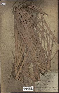 spécimen de Phoenix reclinata
