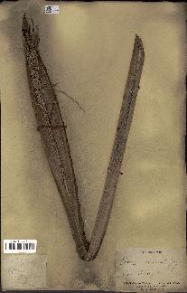 spécimen de Phoenix reclinata