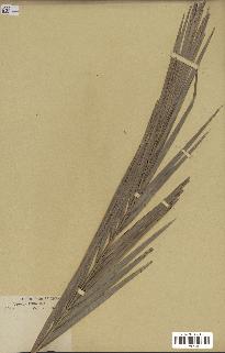 spécimen de Phoenix reclinata