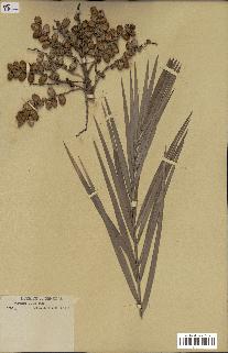 spécimen de Phoenix reclinata