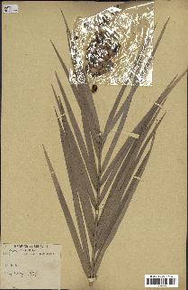 spécimen de Phoenix reclinata