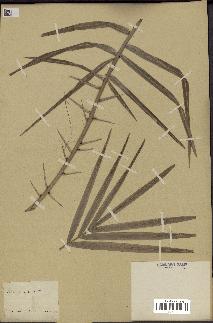 spécimen de Phoenix reclinata