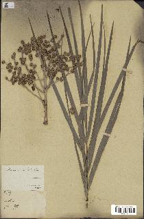 spécimen de Phoenix reclinata